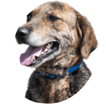 from reactive dog to regulated dog with east london dog training